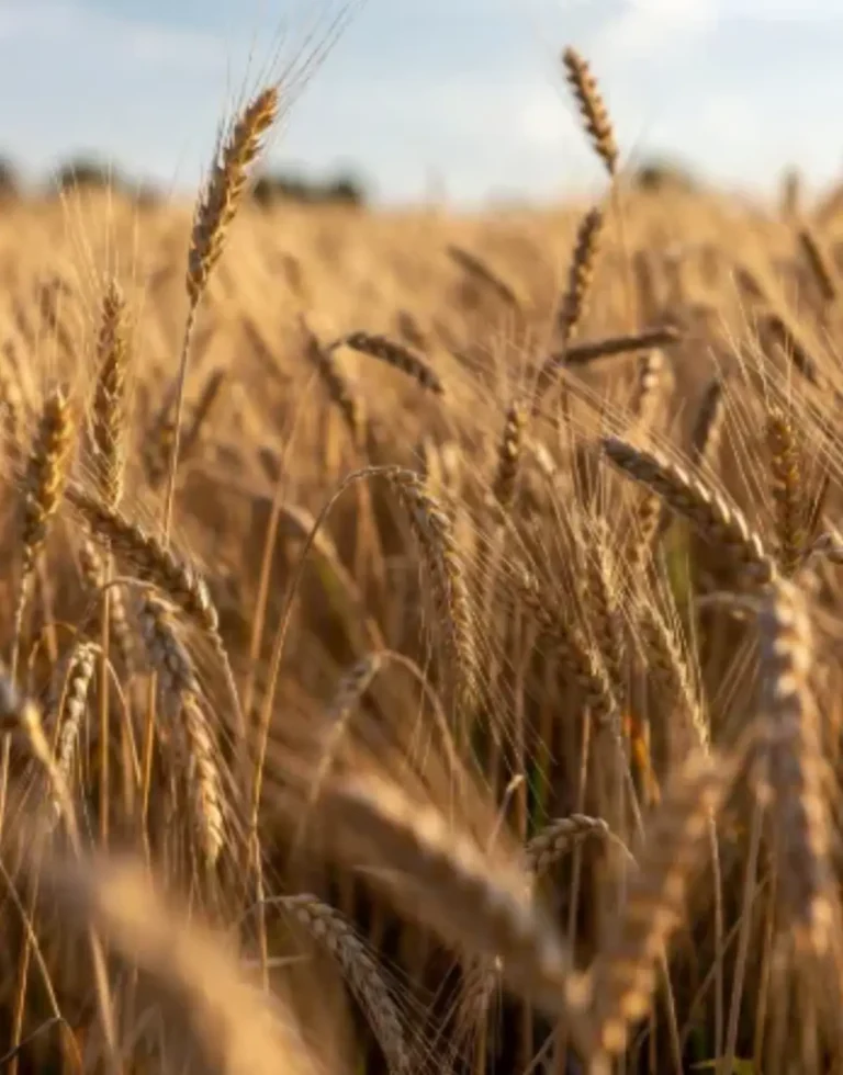 Riportare l’agricoltura alla base della nostra economia. La Sicilia come granaio d’Italia