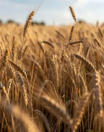 Campo, spighe di grano