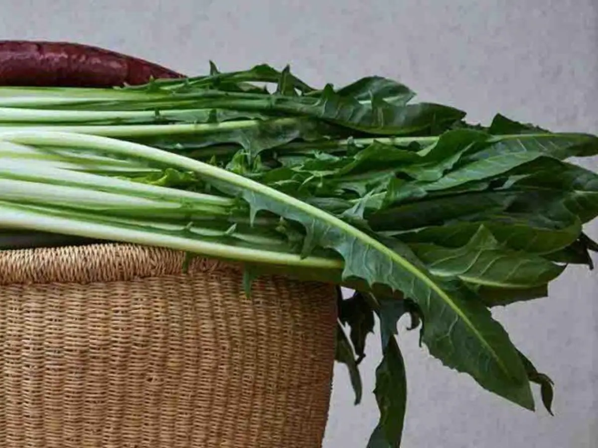 Cicoria regina della cucina: le ricette