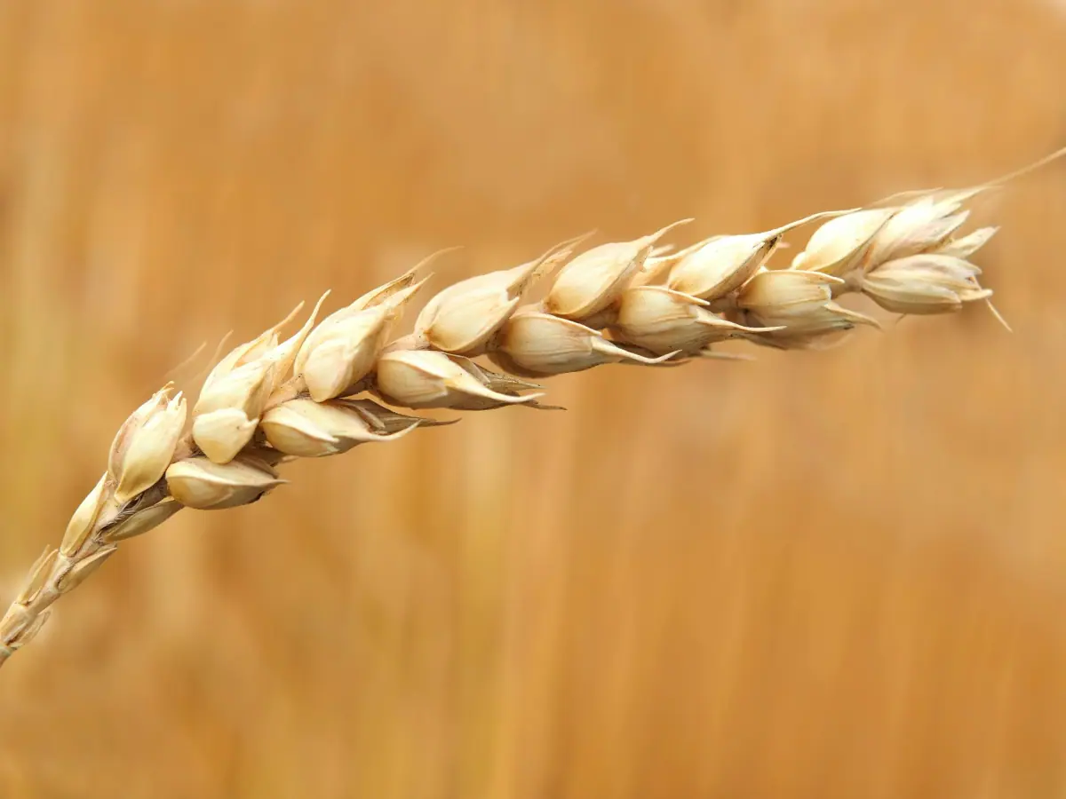 Pasta e Farina nel Settore Ho.Re.Ca: Evoluzione e Sfide degli Ultimi 10 Anni
