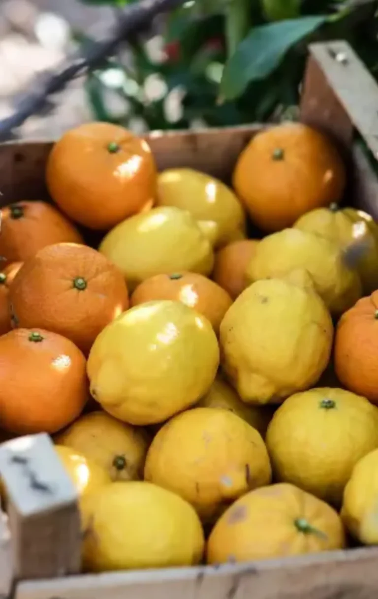 Agrumi Calabresi e Agrumi di Sicilia: Il Cuore della Produzione Italiana tra Tradizione e Biologico