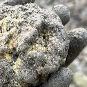 Viene mostrato un pezzo di tartufo appena raccolto in una mano