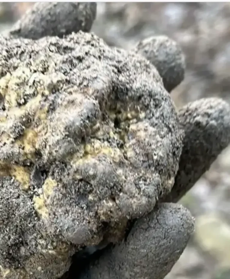 Il Tartufo: Oro Nero della Cucina Italiana, Tubero Prezioso e Fungo Ipogeo da Scoprire