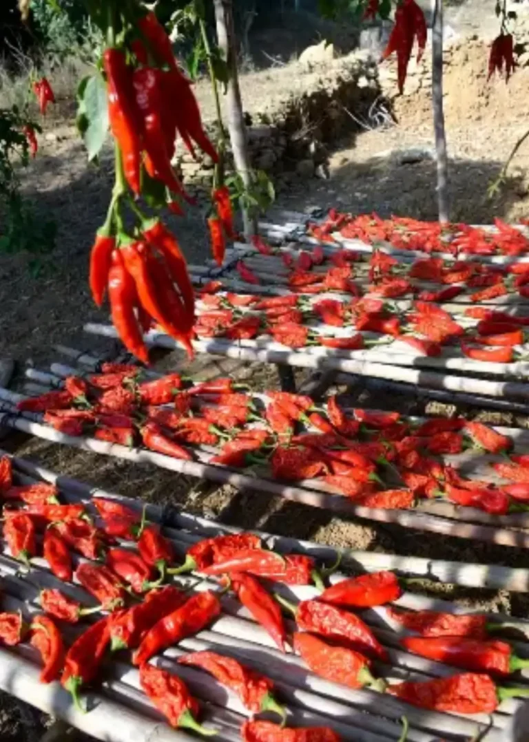 Peperoni Cruschi di Senise IGP: l’Oro Rosso della Basilicata
