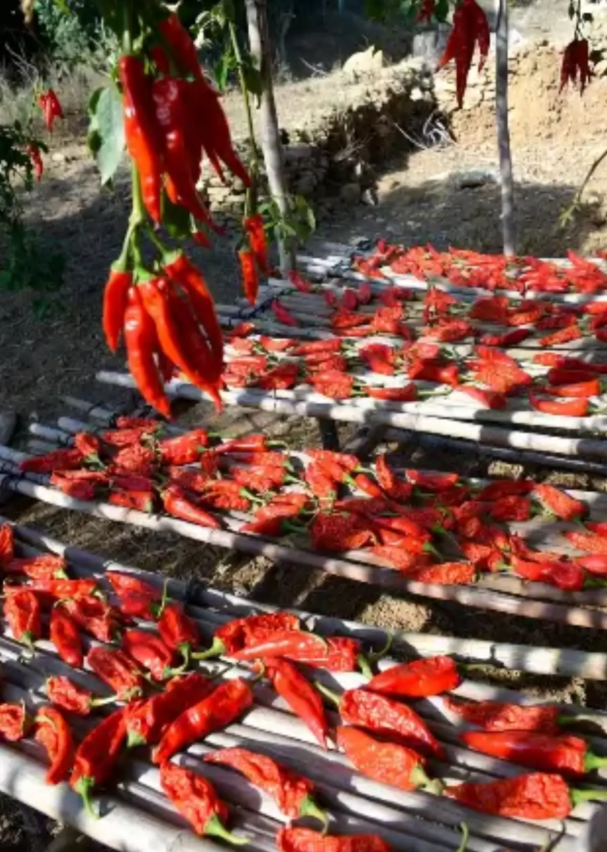 peperoni secchi di Senise al sole