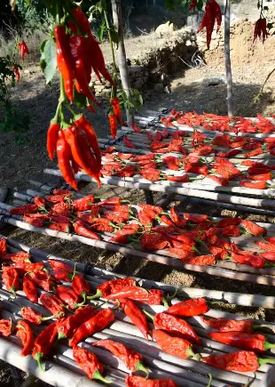 peperoni secchi di Senise al sole