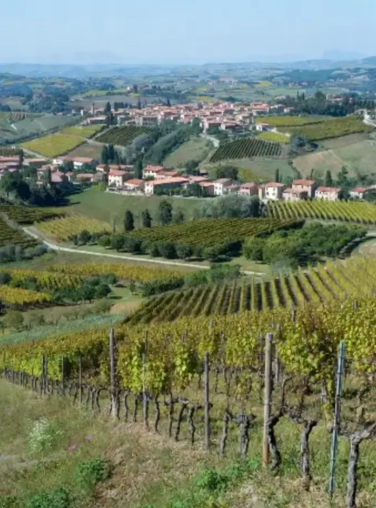 Vitigni Antichi Senza Solfiti Aggiunti: Un’Occasione Persa per l’Italia