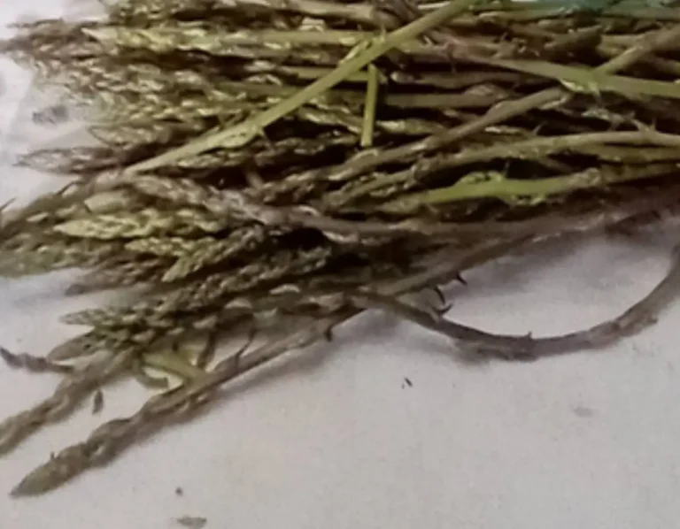 Insalata di Asparagi Selvatici Crudi: Un Tesoro Primaverile della Cucina Naturale Italiana