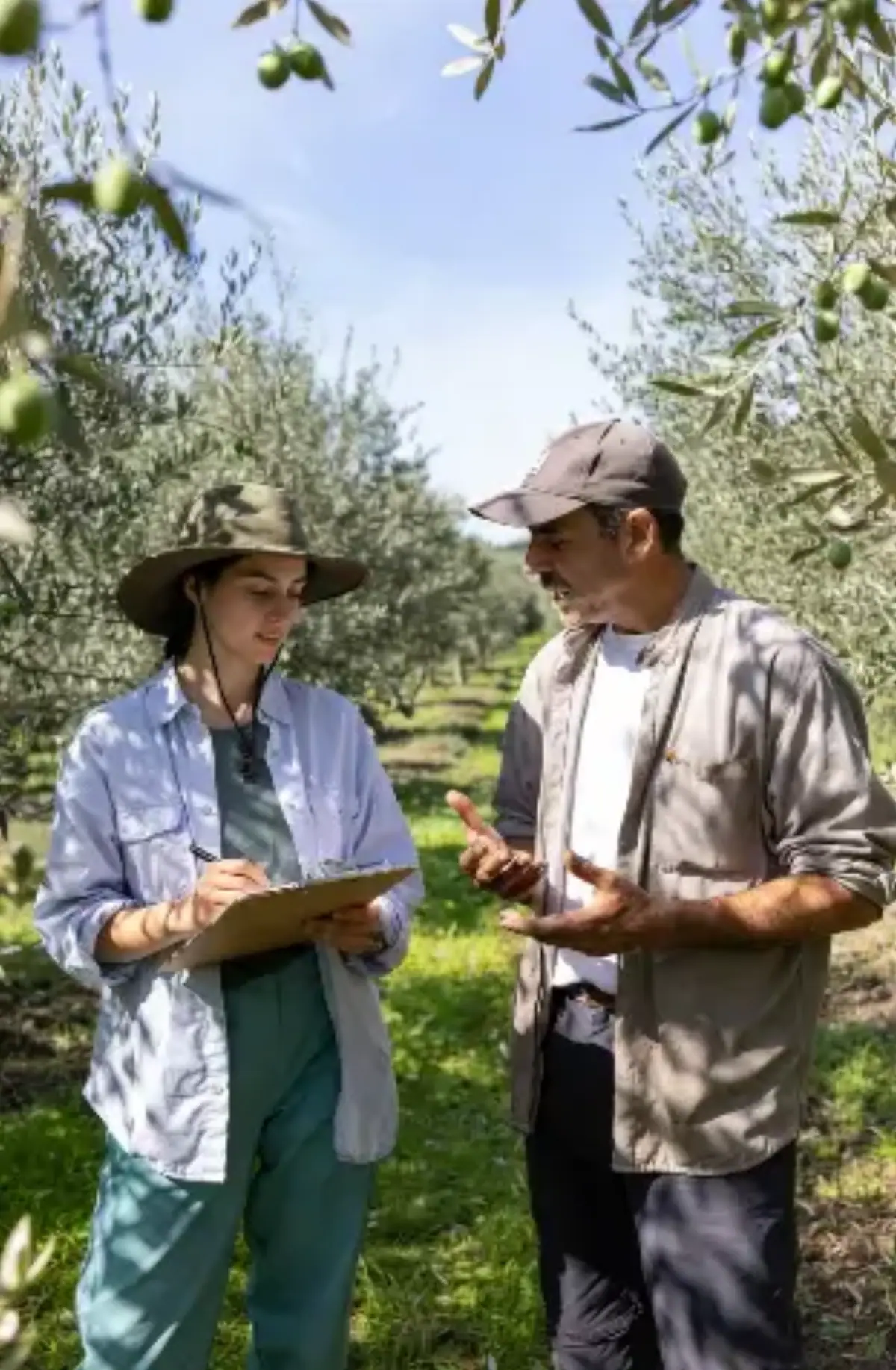 Una giovane donna ed un uomo esperto Sono immersi in un uliveto rigoglioso, con rami carichi di olive verdi mature che incorniciano la scena dall’alto. La luce è calda e naturale, l’atmosfera trasmette scambio di conoscenze tra generazioni diverse ma unite dalla stessa mentalità pratica e indipendente tipica dei nuovi produttori bio