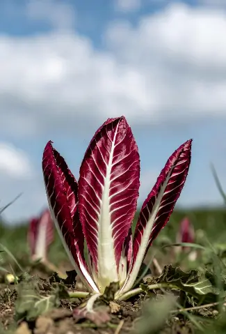 Piantagione di radicchio