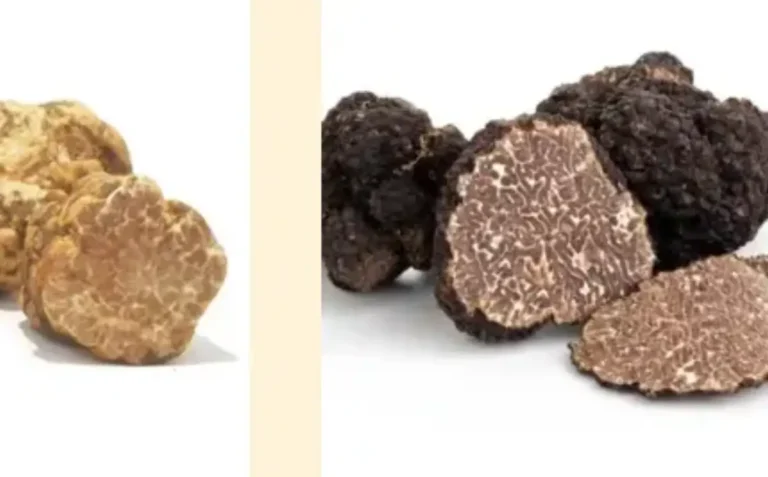 Dove Comprare il Tartufo Fresco: La Guida Essenziale per Privati e Ristoratori