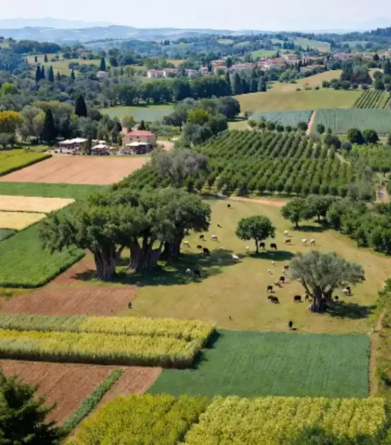 Terreni Agricoli in Italia: Un Investimento Sicuro e Resiliente nel Capitale Naturale