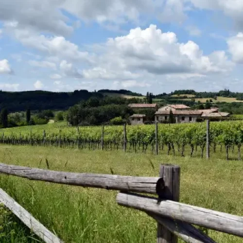 Paesaggio idilliaco di un agriturismo italiano con vigneti rigogliosi in primo piano, antica casa colonica in pietra con tetto in cotto sullo sfondo, colline verdi e cielo azzurro con nuvole. Immagine che rappresenta l’autenticità della vita rurale italiana e il turismo agricolo.